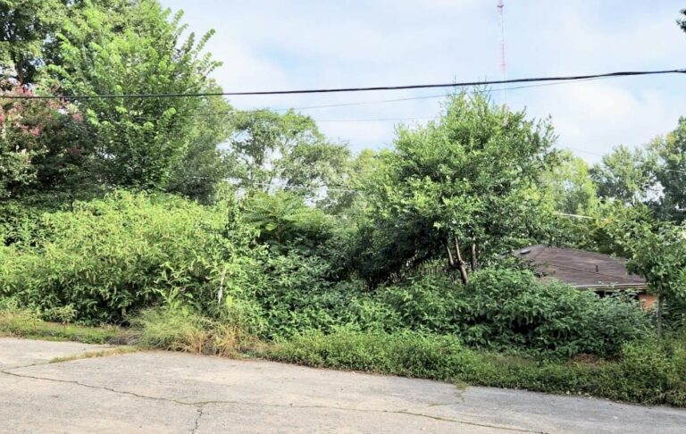 Photo showing Gordon Park overrrun by invasive plants