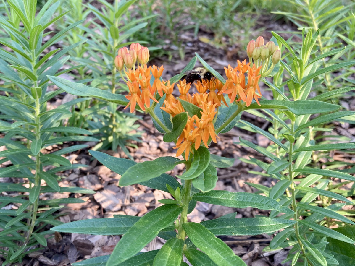 Gordon Park flower 1
