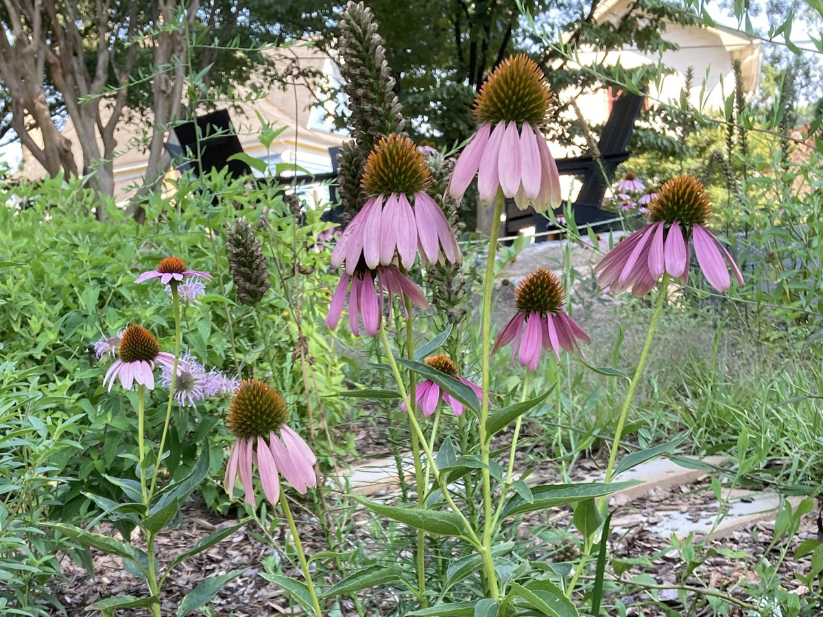 Gordon Park flower 5