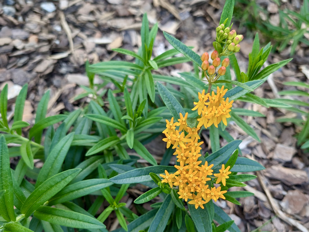 Gordon Park flower 4