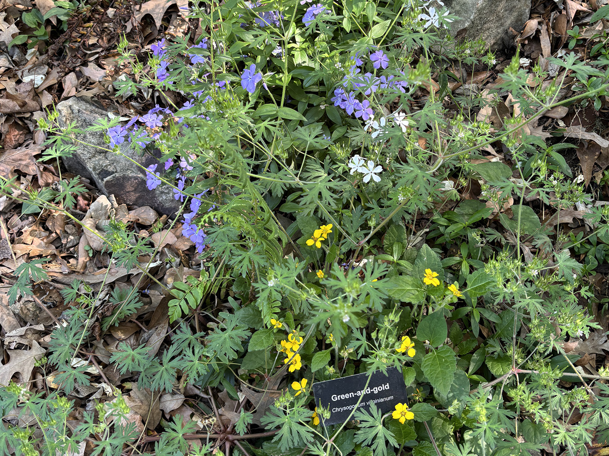 Green-and-gold flowers